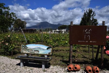 Wine Tour Campania Region